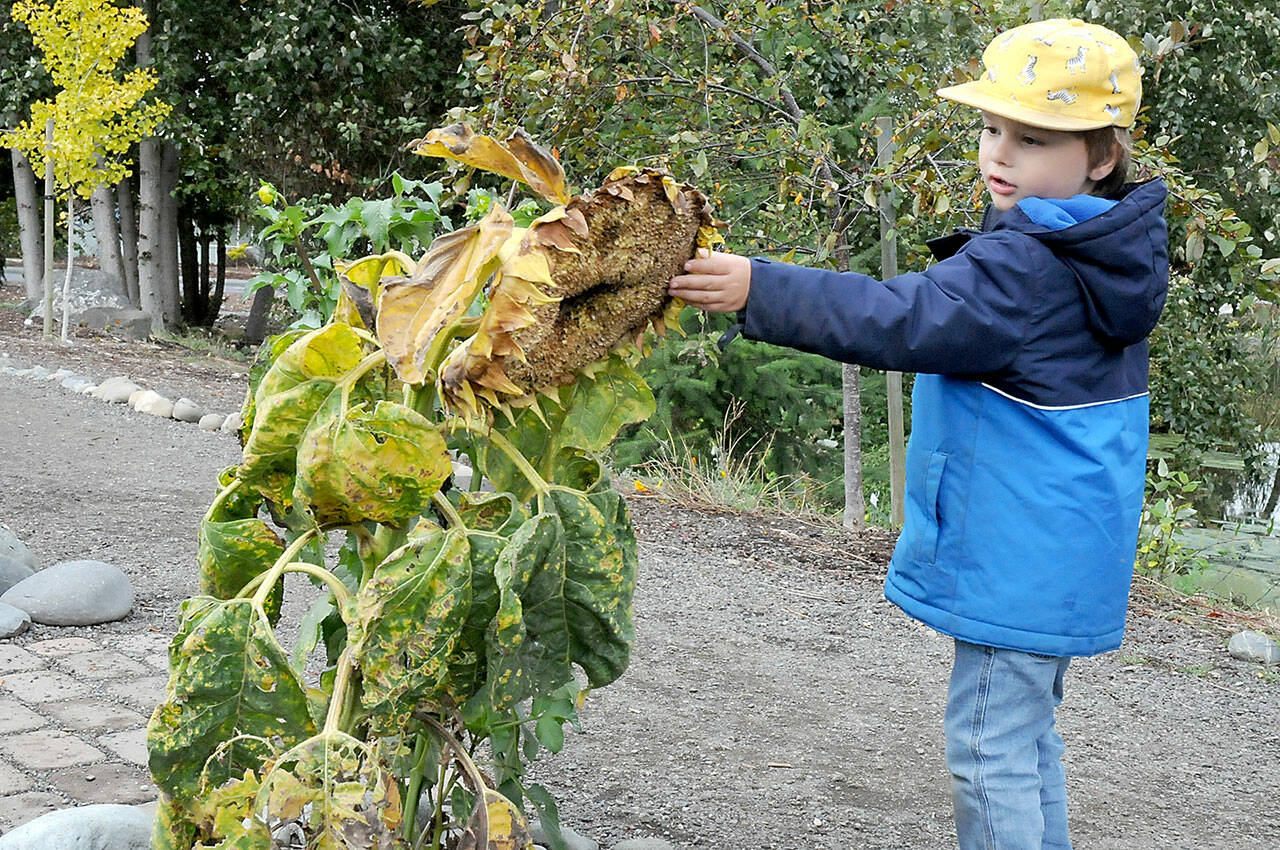 Keith Thorpe / Peninsula Daily News
Leo Wright, 3, of Port Townsend examines an end-of-season sunflower at the Sequim Botanical Garden near the Albert Haller Playfields at the Water Reuse Demonstration Site on Wednesday. The garden features a variety of flowers and plants maintained the city and by local gardening groups.