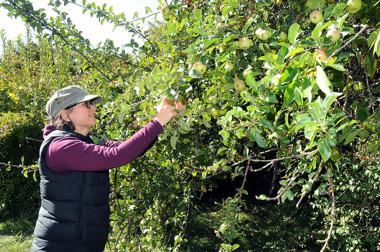 Ann Brtittain of Sequim picks apples in the orchard during Applestock 2023. (Keith Thorpe/Peninsula Daily News)