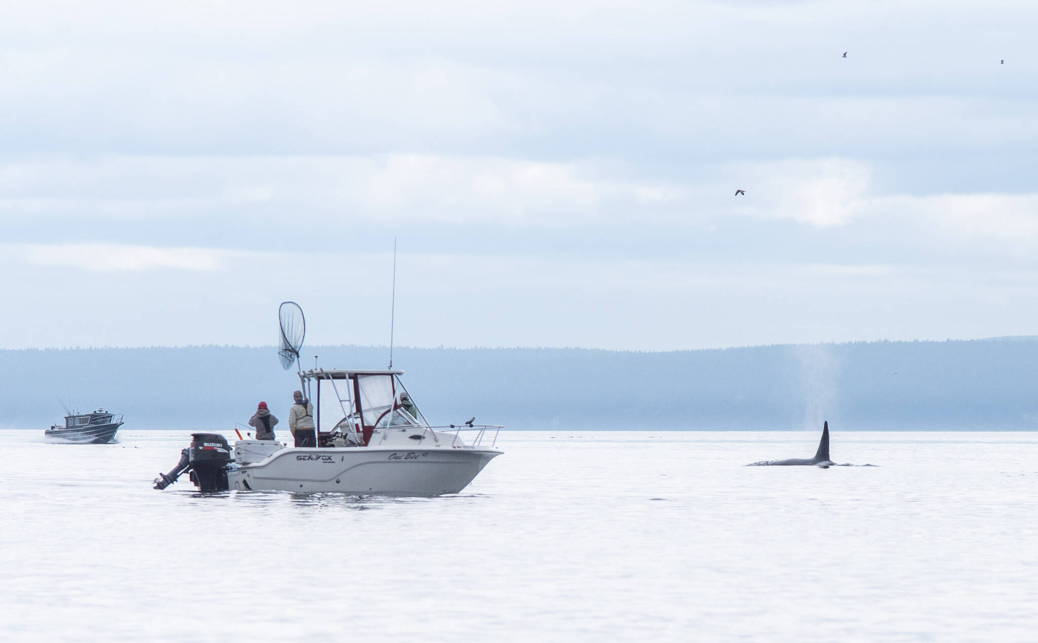 One of the duties of the Washington Department of Fish and Wildlife police is to make sure boats do not get too close to orcas. The whales and the boat are too close here, but in this case, it appeared that the transient whales (a trio that has been seen in the area often lately) moved closer to the boat. During a discussion with the WDFW policemen on patrol, the fisherman stated they hadn’t immediately noticed the whales and when they did notice, they moved. (Emily Matthiessen /Olympic Peninsula News Group)