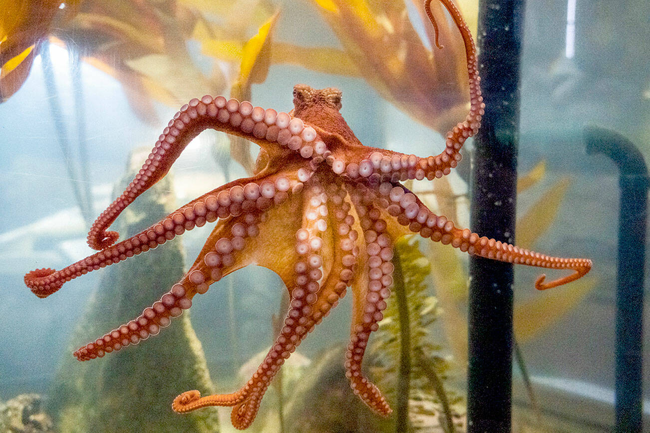 Steve Mullensky/for Peninsula Daily News

Kakantu, a 15-month-old Giant Pacific Octopus, has been identified as a male by Ali Redman, aquarium curator for the Port Townsend Marine Science Center at Fort Worden State Park. The name Kakantu comes from the Klallam language and was chosen during the 2023 PTMSC Auction fundraiser. The name was approved by the Jamestown S'Klallam Tribe. Kakantu was removed from the ocean in July 2022 as a larva and now weighs about 700 grams or about 3/4 of a kilo. The Marine Science Center aquarium is open Saturday and Sunday.