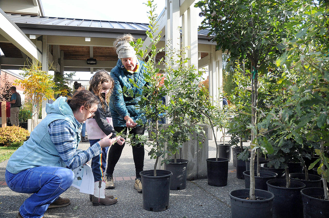 Ashley Rizan of Port Angeles, left, and her daughter, Zoe Rizan, 6, get assistance from City Shade project volunteer Drea Moore with picking out the perfect English oak tree during Saturday’s tree giveaway in front of Vern Burton Community Center in Port Angeles. About 250 trees, grown in the City Shade Nursery, were distributed to Port Angeles residents with the goal of having them planted along city rights-of-way to contribute to the community’s forest canopy. Another City Shade tree giveaway is planned for spring 2024. (Keith Thorpe/Peninsula Daily News)
