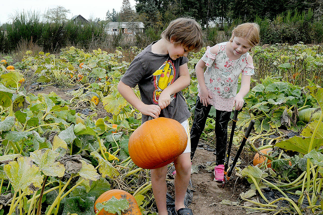 Emmett Boyack, 18, holds a freshly picked pumpkin as his sister, Lucy Boyack, 8, looks on at the pumpkin patch behind Agnew Grocery east of Port Angeles. The Sequim youngsters were on a family outing to harvest the gourds for Halloween. (Keith Thorpe/Peninsula Daily News)