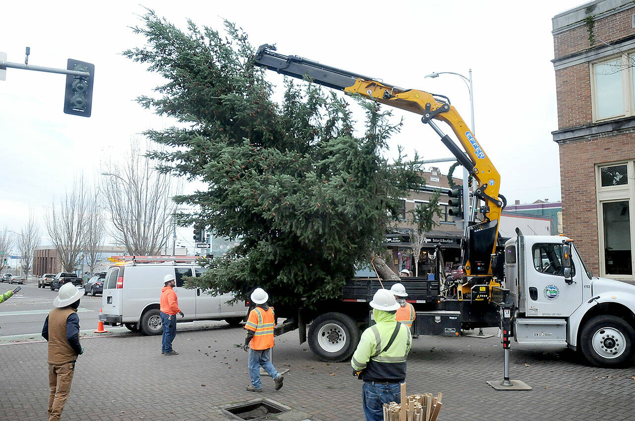 Port Angeles Parks and Recreation and Public Works crews lift a 30-foot Douglas fir tree into position at the plaza of the Conrad Dyar Memorial Fountain in downtown Port Angeles on Wednesday before decorating it with lights for the holiday season. The tree, donated by the Port of Port Angeles, is scheduled to be lit during a ceremony on Nov. 25. (Keith Thorpe/Peninsula Daily News)