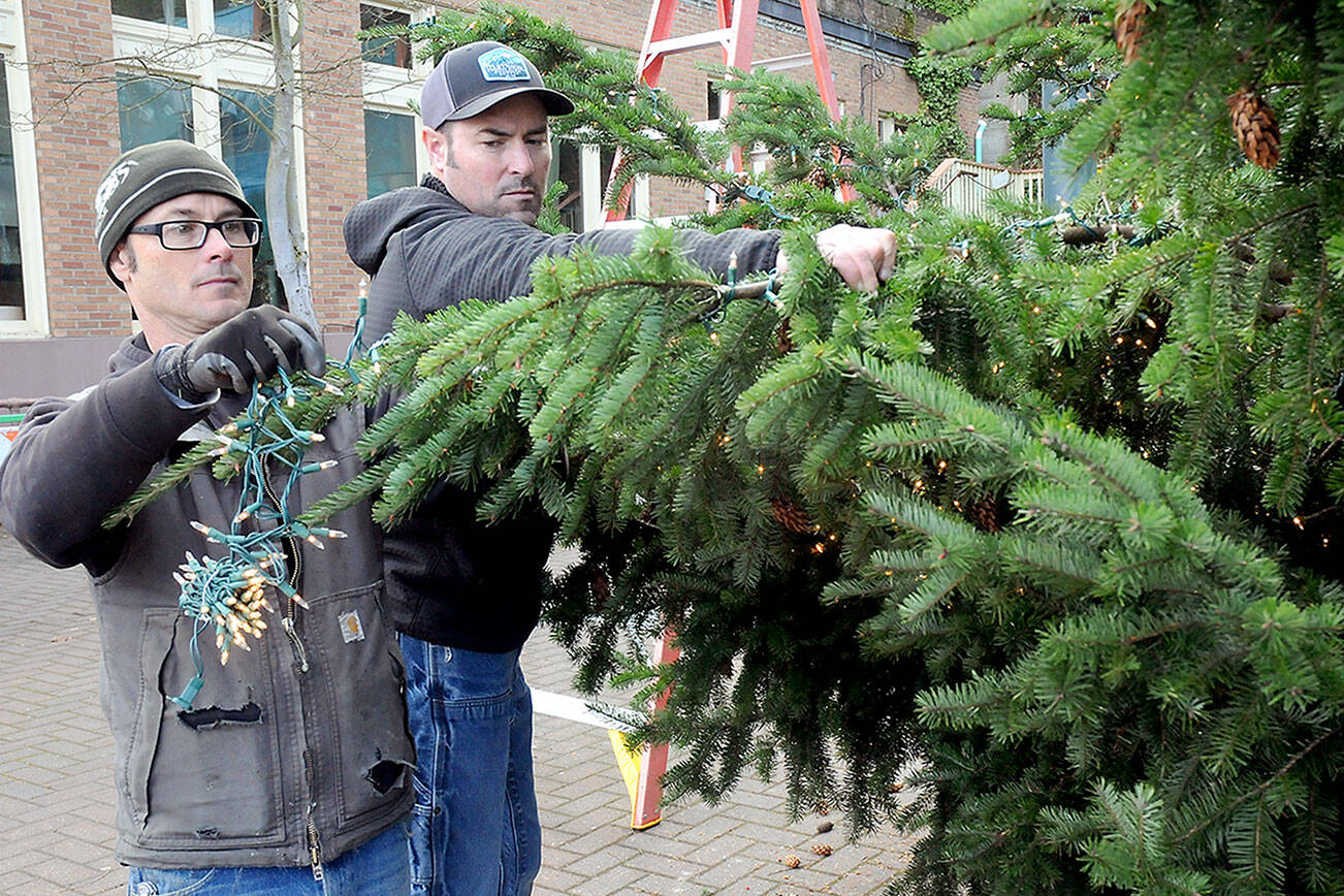 KEITH THORPE/PENINSULA DAILY NEWS
Port Angeles Parks and Recreation Department workers Eli Hammel, left, and Todd Shay string lights on the downtown Port Angeles Christmas tree at the Conrad Dyar Memorial Fountain on Tuesday in preparation for Saturday's lightning ceremony.