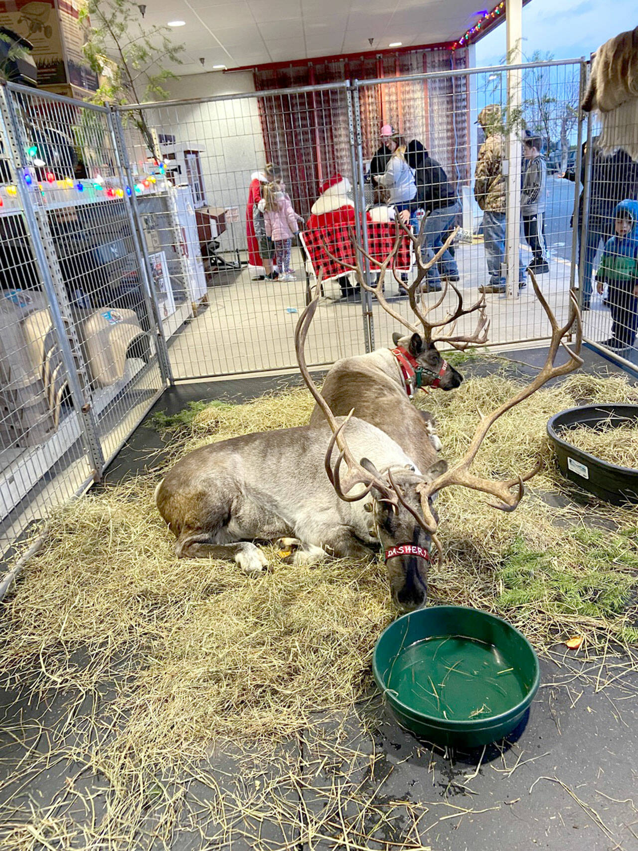 Families are invited to meet Santa and his reindeer the day after Thanksgiving at Coastal Farm & Ranch in Sequim.