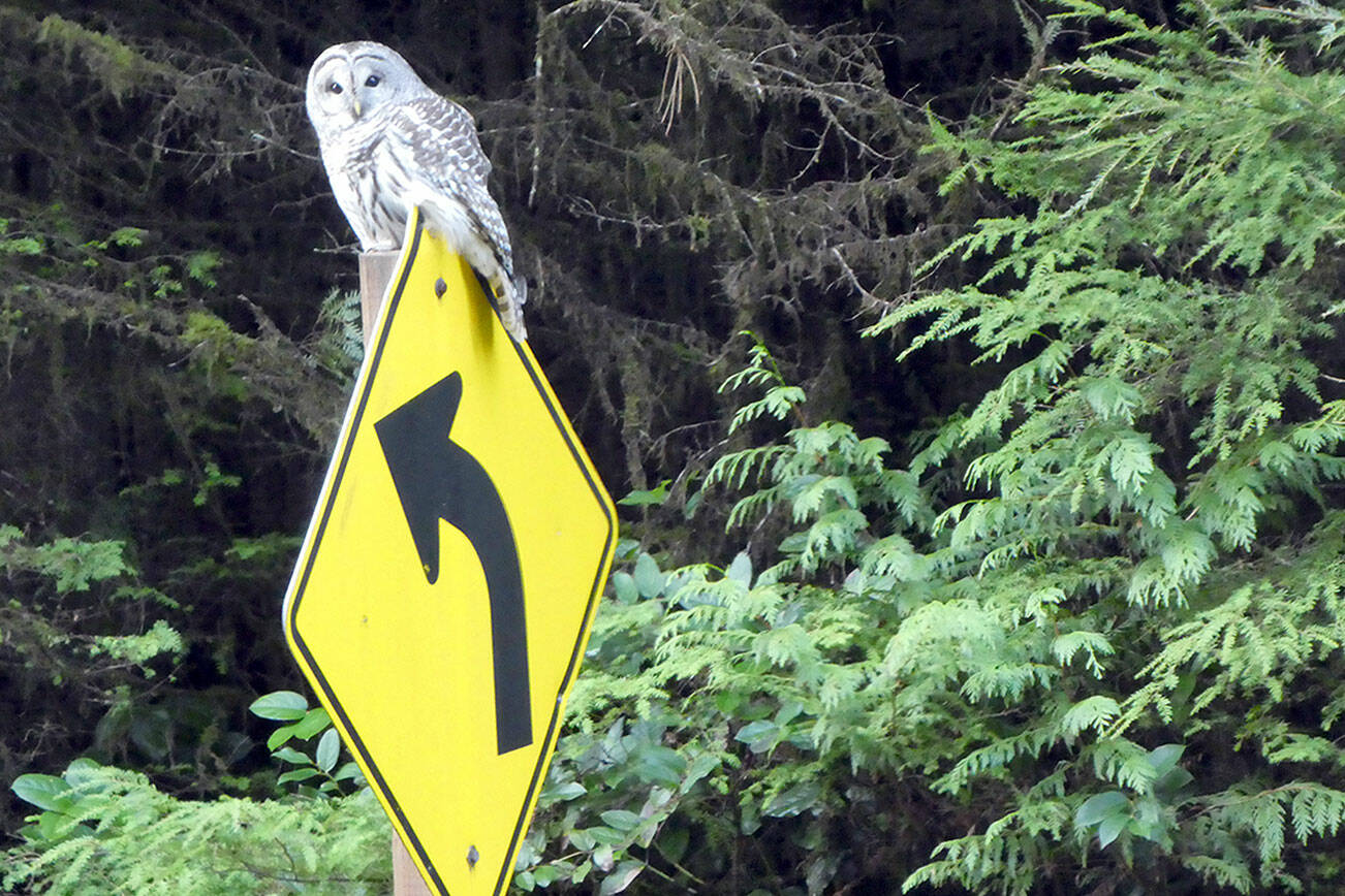 A barred owl perched on a road sign. (Pat Neal/for Peninsula Daily News)