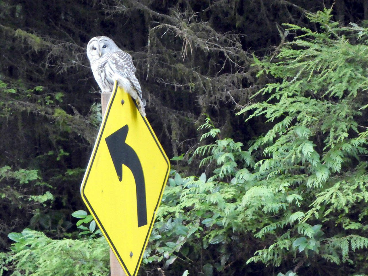 A barred owl perched on a road sign. (Pat Neal/for Peninsula Daily News)