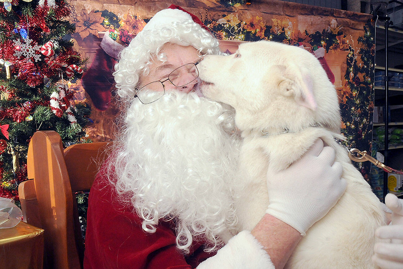 Santa Claus, portrayed by John Greiner of Port Angeles, gets licks and kisses from Maru, a white husky mix belonging to Ally Kreider of Port Angeles, at the second annual Santa Paws holiday photo event on Saturday at Petsense in Port Angeles. Pet owners were allowed to bring their critters for a photo with Santa in an event sponsored by the Soroptimist International Noon Club of Port Angeles. (Keith Thorpe/Peninsula Daily News)