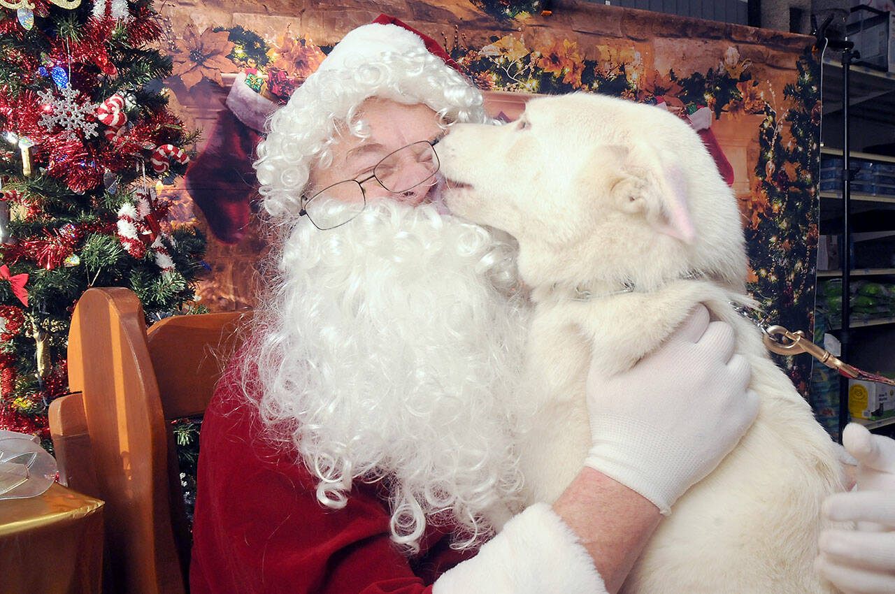 Santa Claus, portrayed by John Greiner of Port Angeles, gets licks and kisses from Maru, a white husky mix belonging to Ally Kreider of Port Angeles, at the second annual Santa Paws holiday photo event on Saturday at Petsense in Port Angeles. Pet owners were allowed to bring their critters for a photo with Santa in an event sponsored by the Soroptimist International Noon Club of Port Angeles. (Keith Thorpe/Peninsula Daily News)