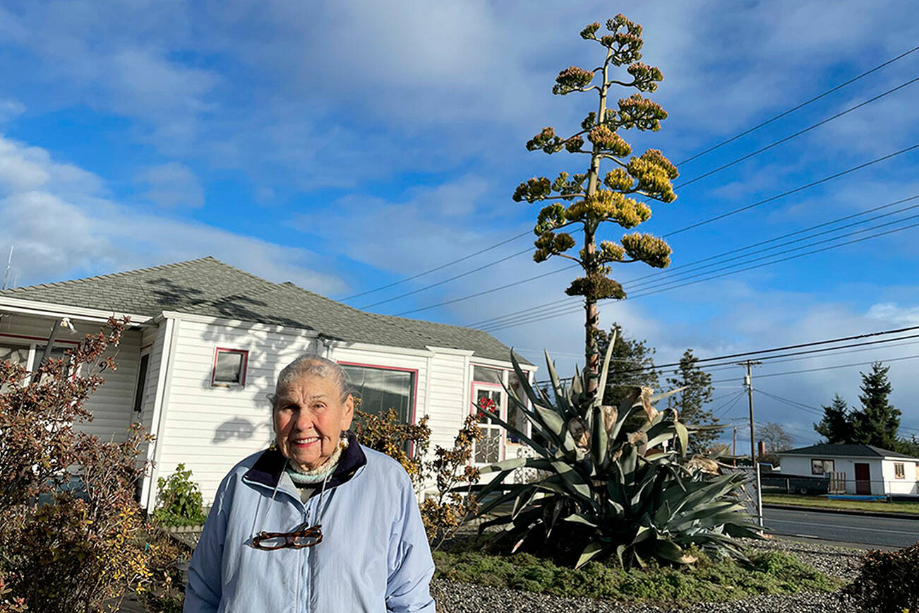After 28 years, Isobel Johnston’s agave plant started to bloom this summer and rose to about 22 feet. “I never ever thought it’d get that tall,” she said. (Matthew Nash/Olympic Peninsula News Group)