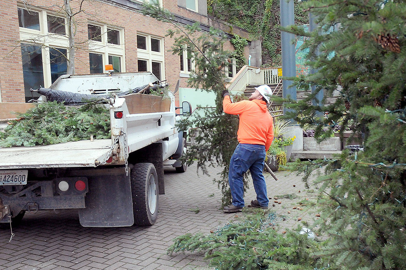 Port Angeles Parks and Recreation Department worker Lukas Cox tosses a limb from the downtown Port Angeles Christmas tree into a truck for eventual recycling as the tree is dismantled on Tuesday. The tree, donated by the Port of Port Angeles, illuminated downtown at the Conrad Dyar Memorial Fountain since it was lit on Thanksgiving weekend. (Keith Thorpe/Peninsula Daily News)