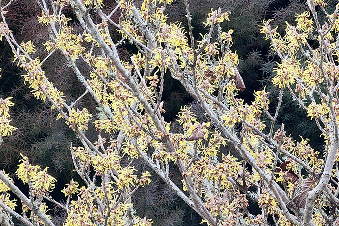 Andrew  May/For Peninsula Daily News       
Photographed this last Monday,  a witchhazel is seen in full bloom at my oldest and dear client’s yard. Normally Karen would not see this beautiful winter blooming shrub in color until mid-February, but our record-breaking warm temperatures of late have all our yards sprouting early this year.
