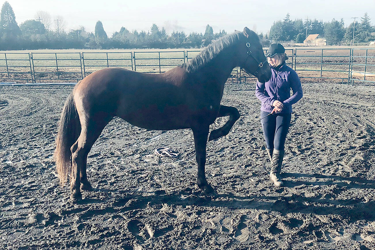 By Karen Griffiths
Marissa uses Freesia, 6, a Paisley Desert HMA Oregon BLM Mustang,   Liberty training to instruct her to lift her left leg up.