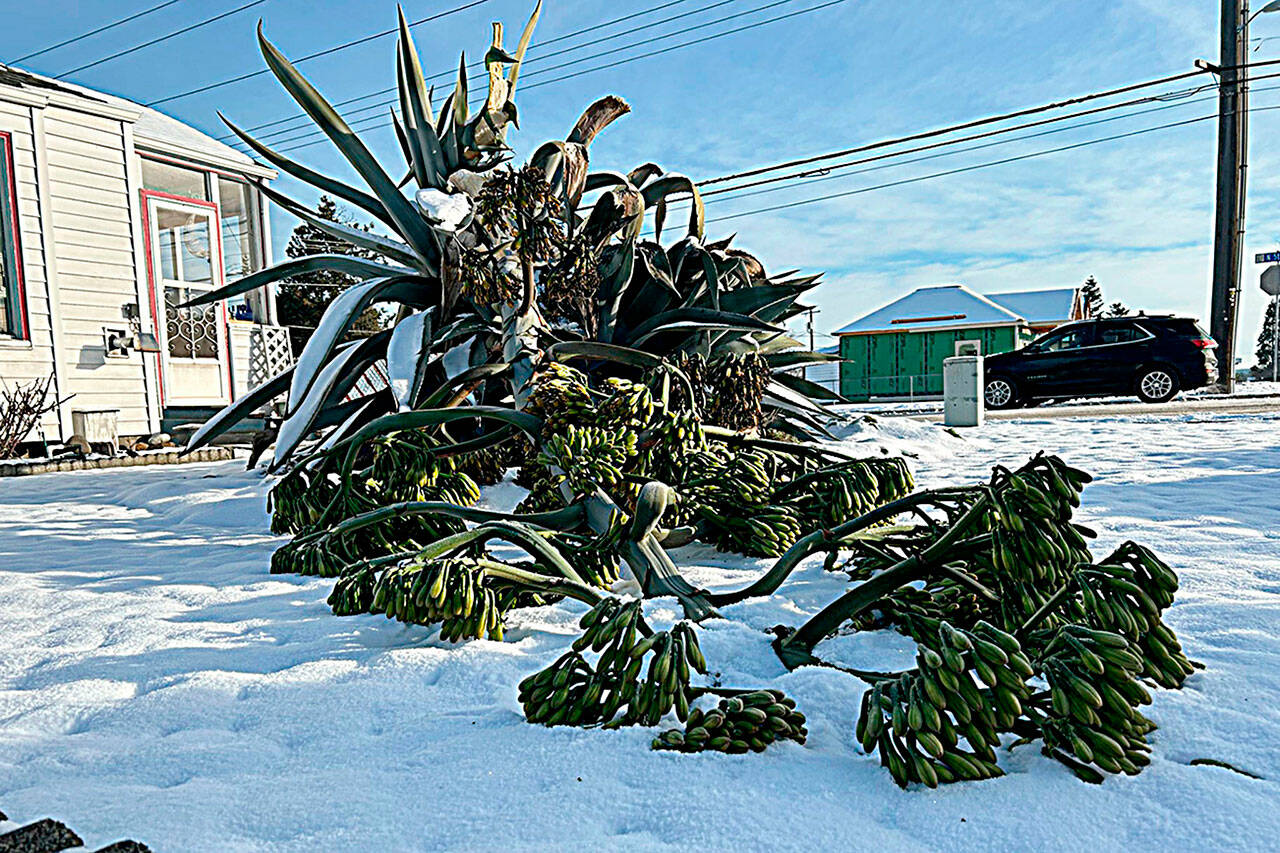 Isobel Johnston’s 22-foot agave plant fell sometime Sunday night and was found on Monday morning. (MATTHEW NASH/OLYMPIC PENINSULA NEWS GROUP)