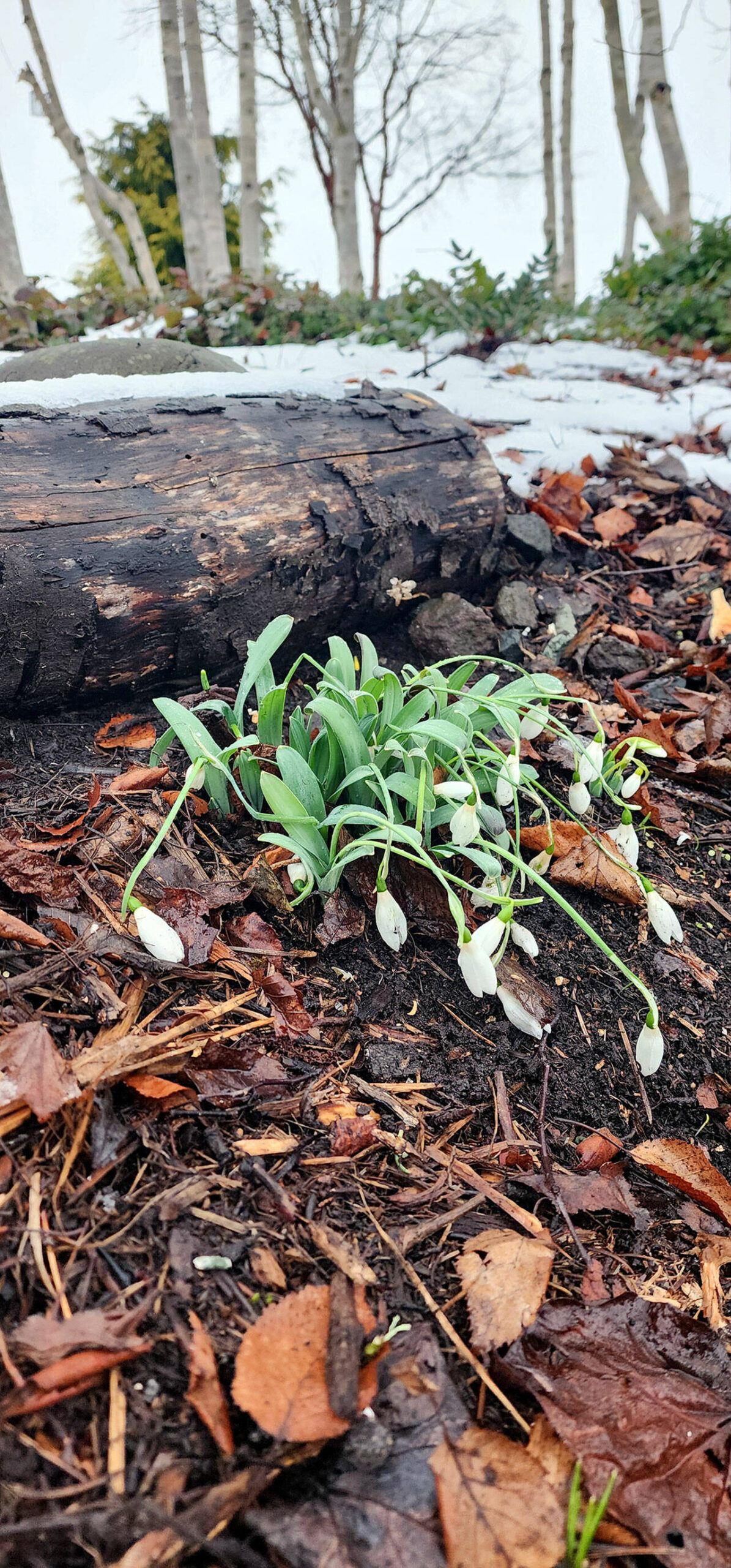 The snowdrops that were in bloom before our winter weather and arctic blast are doing well as of Friday. Only the snow gave them reason to claim their name as they dropped down somewhat due to the weight upon them. (Andrew May/For Peninsula Daily News)