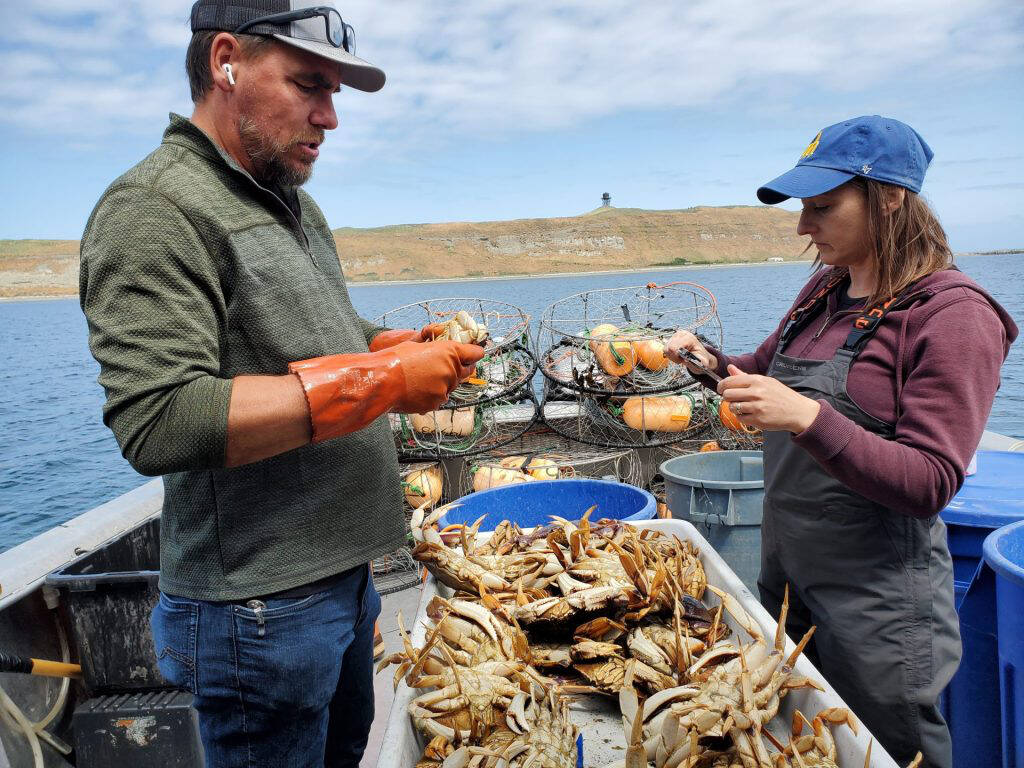 Jamestown S’Klallam Tribe/Northwest Indian Fisheries Commission
Jamestown S’Klallam tribal fisherman Josh Chapman and Jamestown S’Klallam Tribe shellfish manager Liz Tobin measure Dungeness crab samples as part of the genetics project.