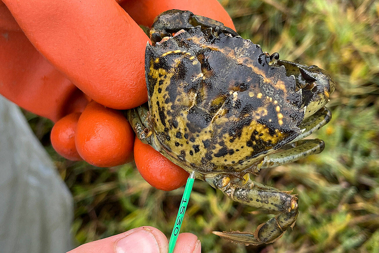 Makah Fisheries Management staffers shifted to trapping year-round in 2023 for the European green crab due to its continued presence in the Neah Bay area. The crab was also discovered within Neah Bay for the first time late last year. Staff also plan to continue tracking the crabs with a new system that tags their muscles instead of their shells to better see their movements and growth. (Makah Tribe)