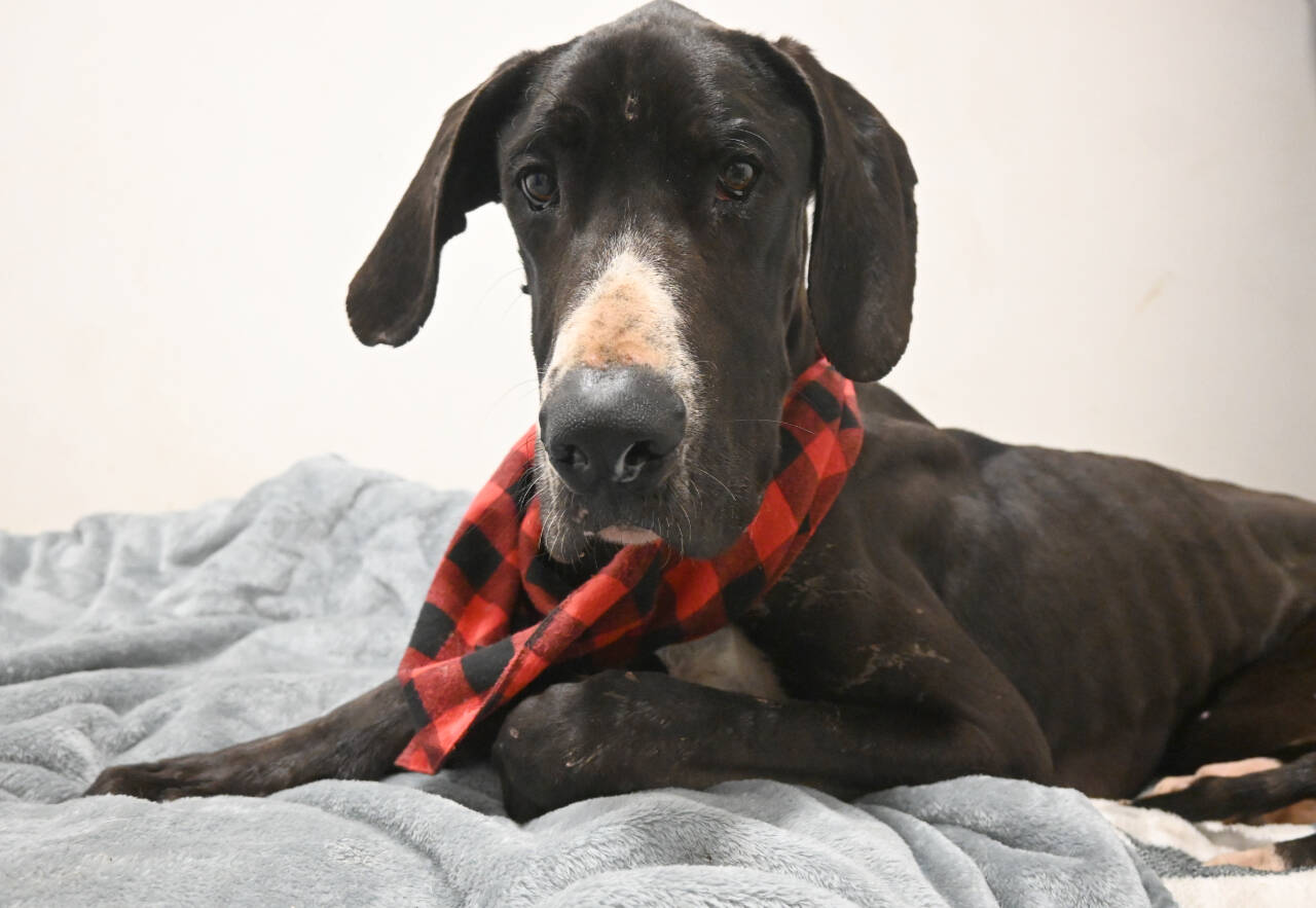 Casey, a Great Dane, recuperates at Welfare For Animals Guild’s Half Way Home Ranch after being found on the West End with reported gunshot injuries and severe dehydration. (Michael Dashiell /Olympic Peninsula News Group)