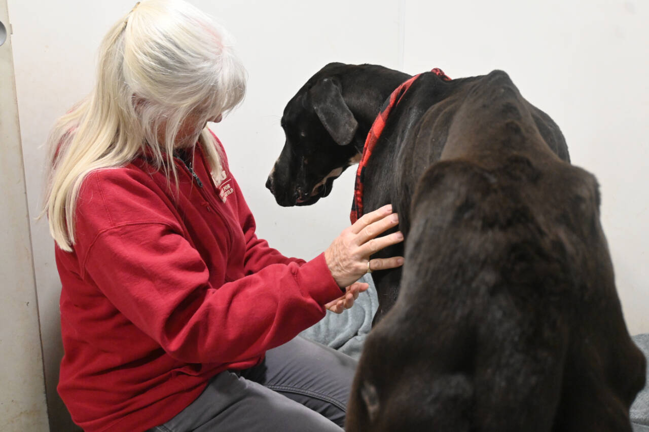 Barb Brabant, Welfare For Animals Guild (WAG) president, cuddles with Casey, an estimated 18-month-old Great Dane with severe injuries, at the WAG Half Way Home Ranch in Sequim. (Michael Dashiell /Olympic Peninsula News Group)