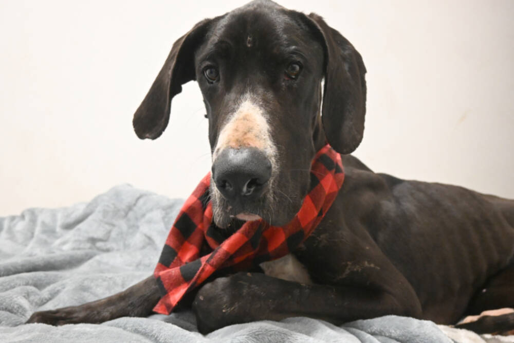 Michael Dashiell /Olympic Peninsula News Group

Casey, a Great Dane, recuperates at Welfare For Animals Guild’s Half Way Home Ranch after being found on the West End with reported gunshot injuries and severe dehydration.