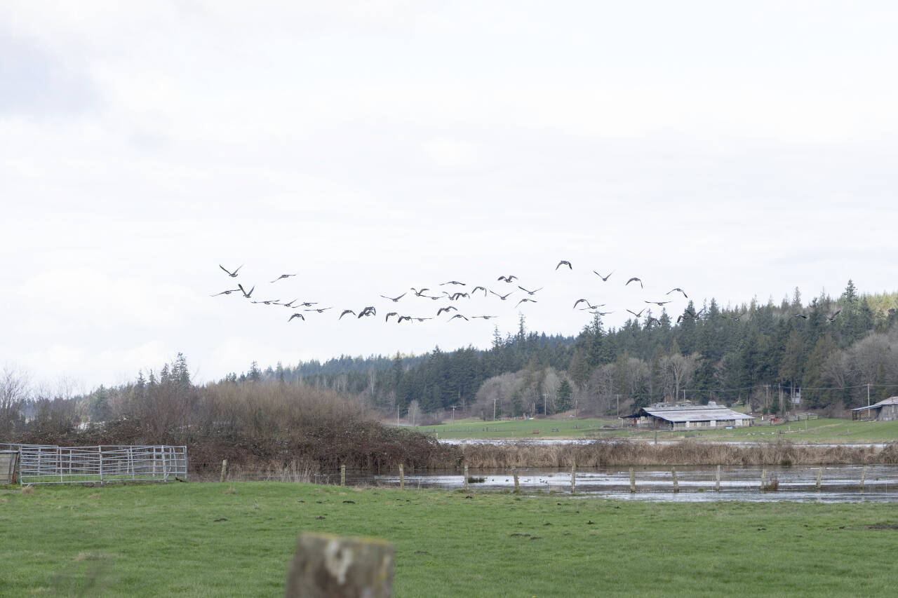 A flock of Canada geese take flight from the wetlands at the Short’s Family Farm on Wednesday. (Steve Mullensky/for Peninsula Daily News)