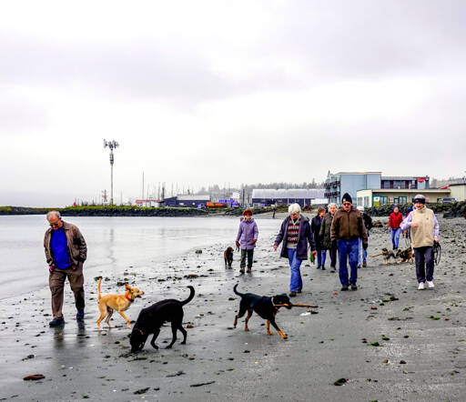 A group of friends meets for coffee every Monday and then takes a walk with their dogs along a beach in Port Townsend. (Steve Mullensky/for Peninsula Daily News)