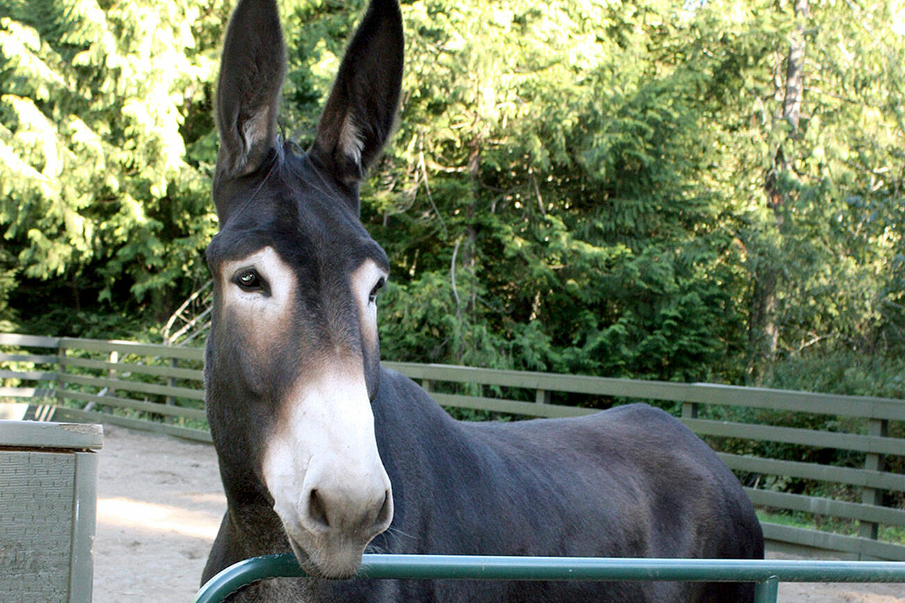 CutlIne: What beautiful long ears and adorable eyes he has! Meet Rio,  a mammoth donkey who grew to 16’2 hands tall.