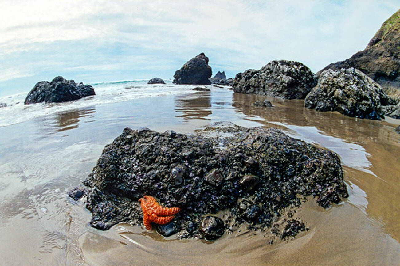 Beverly McNeil’s photograph, "Clinging to Life" is among those on view at Port Townsend Gallery.