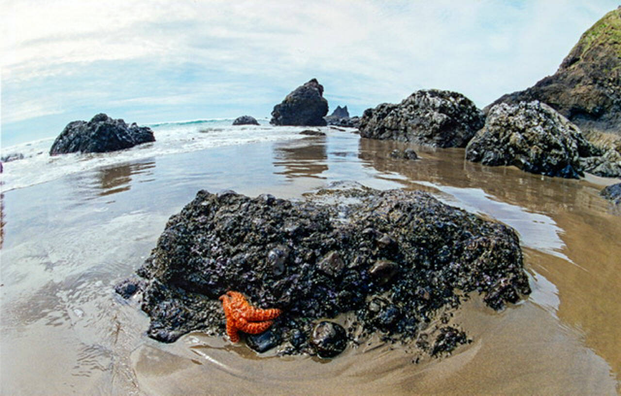 Beverly McNeil’s photograph, “Clinging to Life” is among those on view at Port Townsend Gallery.