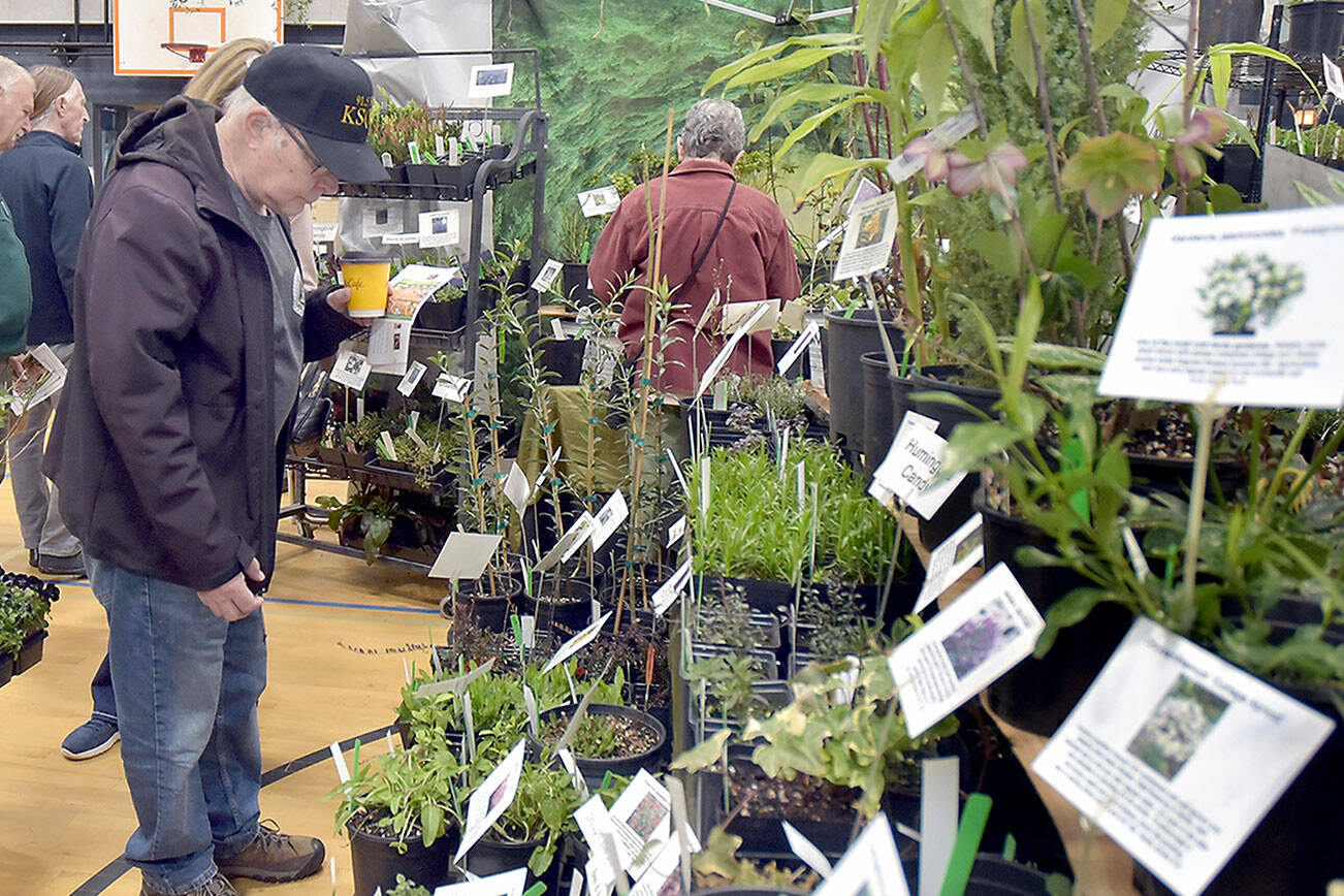 John Troberg of Sequim, left, examines a display of plants at a booth belonging to Camas-based One Earth Botanicals at the 25th annual Soroptimist Gala Garden Show on Saturday at the Sequim Boys & Girls Club. The two-day event, hosted by Soroptimist International of Sequim, featured dozens of displays devoted to plants, gardening and garden lifestyles, as well as educational speakers and workshops. (Keith Thorpe/Peninsula Daily News)