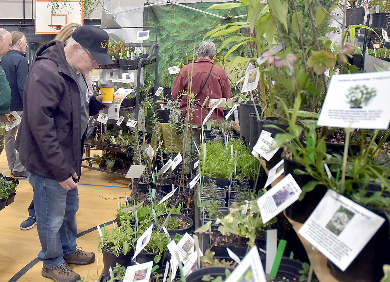 John Troberg of Sequim, left, examines a display of plants at a booth belonging to Camas-based One Earth Botanicals at the 25th annual Soroptimist Gala Garden Show on Saturday at the Sequim Boys & Girls Club. The two-day event, hosted by Soroptimist International of Sequim, featured dozens of displays devoted to plants, gardening and garden lifestyles, as well as educational speakers and workshops. (Keith Thorpe/Peninsula Daily News)