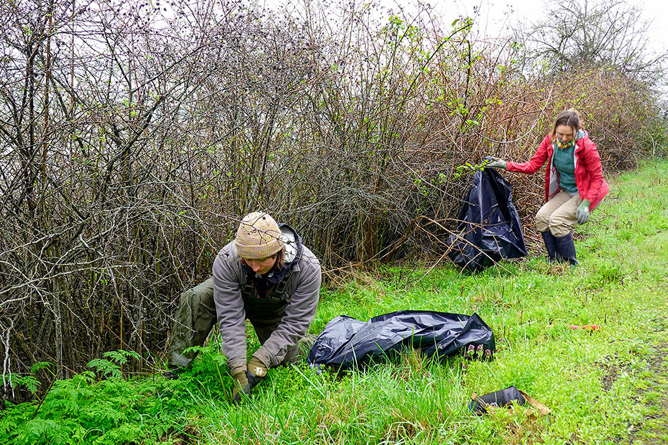 Hanna Paoluccu of Alexander, N.Y., and Rosie Berg of Nevada City, Calif., members of the Hood Canal Salmon Enhancement Group and working with the Jefferson County Noxious Weed Board, remove poisonous hemlock weed from along the Larry Scott Trail in Port Townsend on Monday. (Steve Mullensky/for Peninsula Daily News)