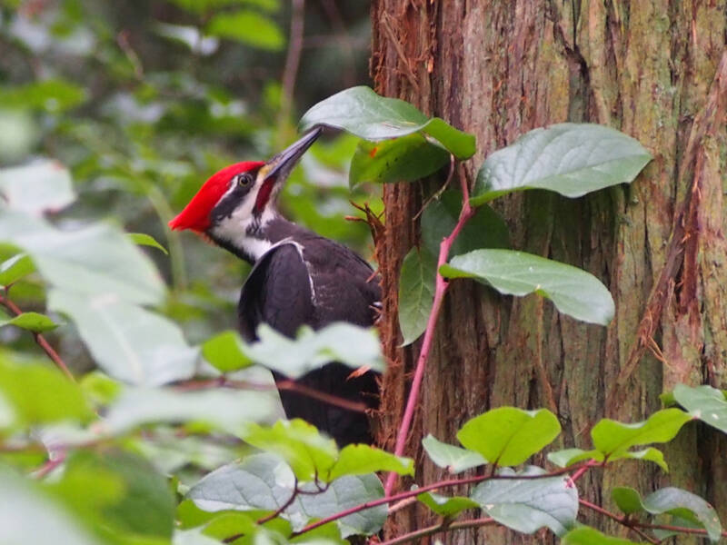 A pileated woodpecker in Quimper West in the Quimper Wildlife Corridor. (Wendy Feltham)