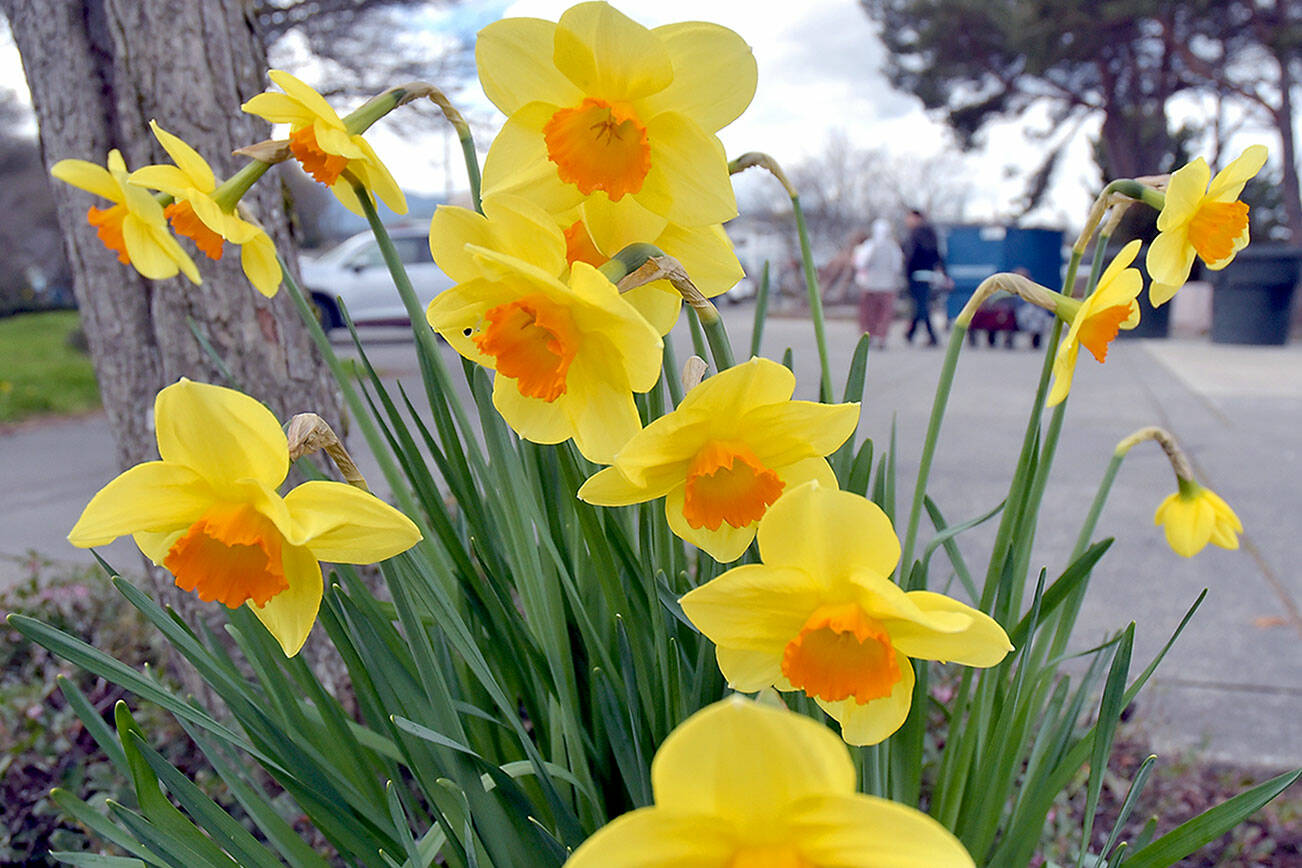 A cluster of daffodils show their colorful blooms beneath a tree at Port Angeles City Pier on Thursday. With spring moving into full swing, flowers are beginning to blossom and trees are starting to reveal their leaves across the North Olympic Peninsula. (Keith Thorpe/Peninsula Daily News)
