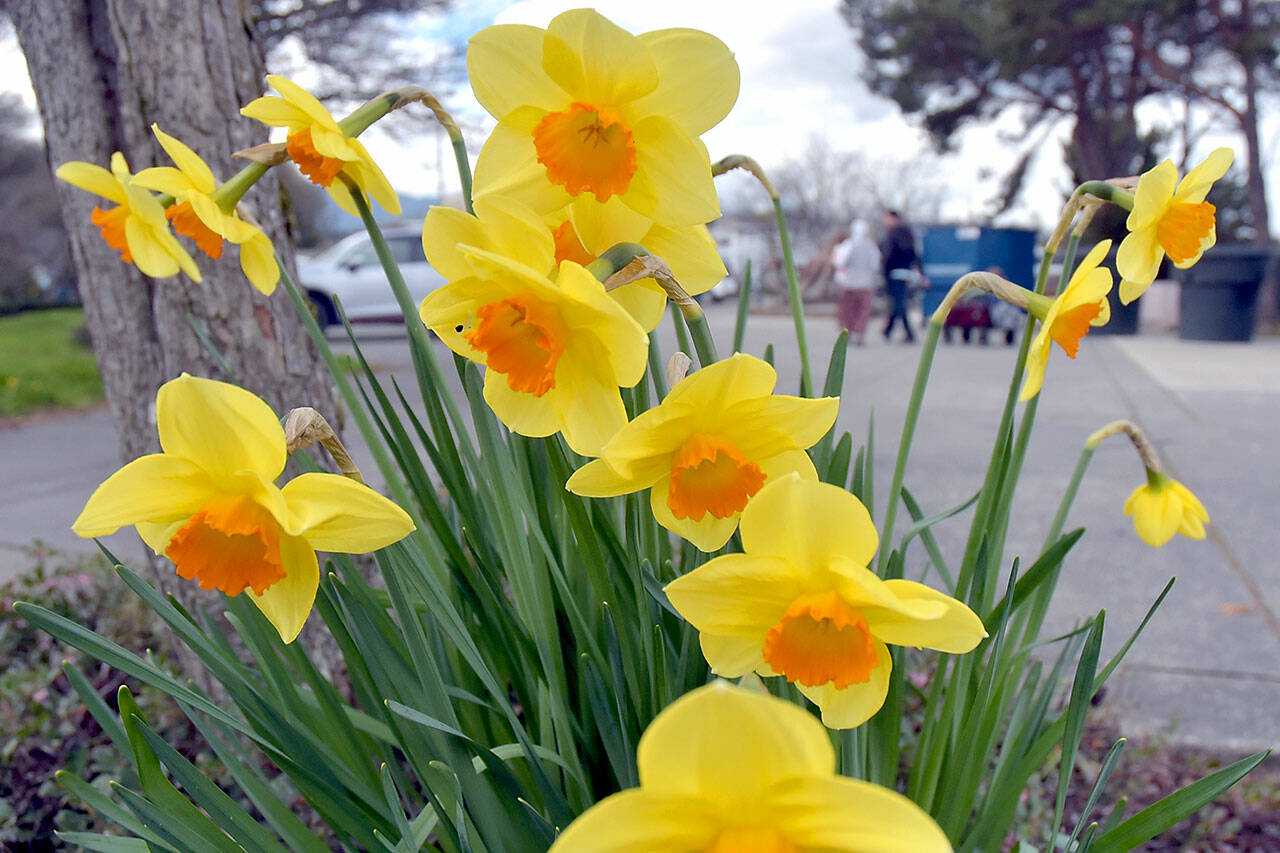 A cluster of daffodils show their colorful blooms beneath a tree at Port Angeles City Pier on Thursday. With spring moving into full swing, flowers are beginning to blossom and trees are starting to reveal their leaves across the North Olympic Peninsula. (Keith Thorpe/Peninsula Daily News)