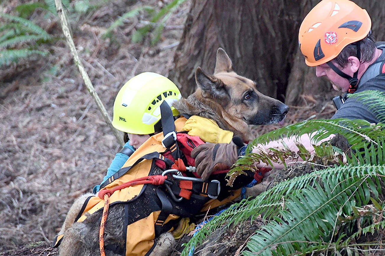 A dog and owner were safely rescued from a steep ravine off of Henry Boyd Road.