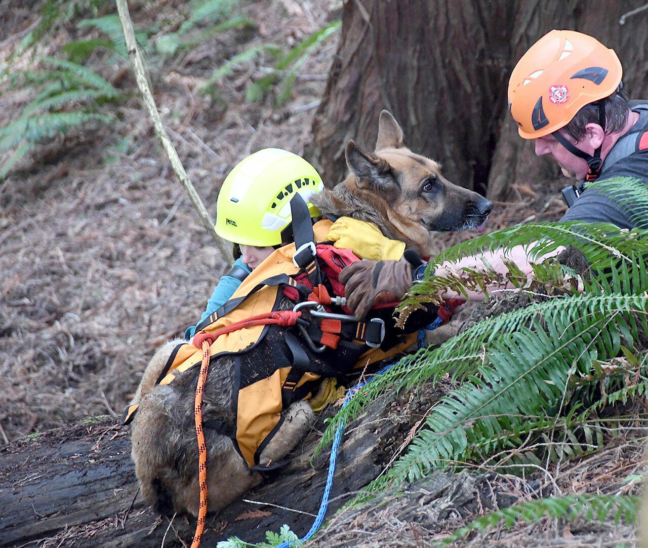 A dog and owner were safely rescued from a steep ravine off of Henry Boyd Road. (Clallam 2 Fire-Rescue photo)