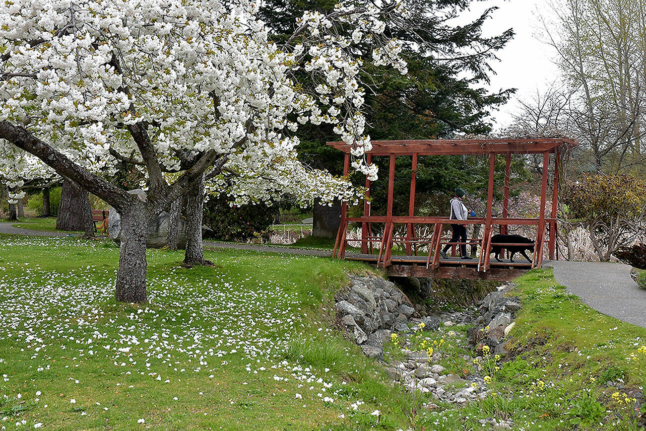 Bettylou Doern of Sequim and her dog, Gypsy, take a walk at the Japanese Garden at Sequim’s Carrie Blake Park on Wednesday. Fruit trees at the park are in full blossom while the nearby botanical garden is beginning to come into bloom as spring gets into full swing across the North Olympic Peninsula. (Keith Thorpe/Peninsula Daily News)