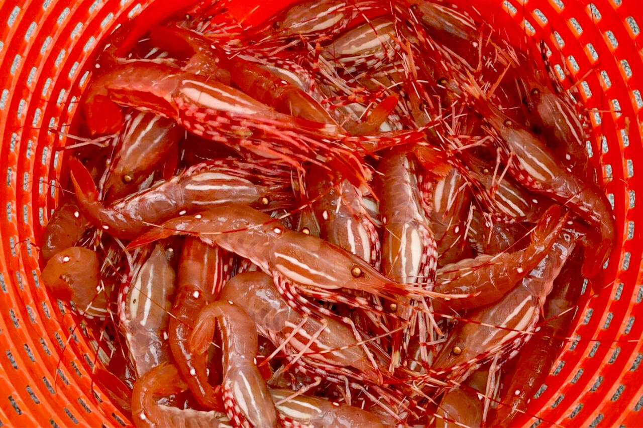 Spot shrimp season begins on May 16 and May 17 in the Strait of Juan de Fuca, Admiralty Inlet and Hood Canal, depending on the specific marine area. (Washington Department of Fish and Wildlife)