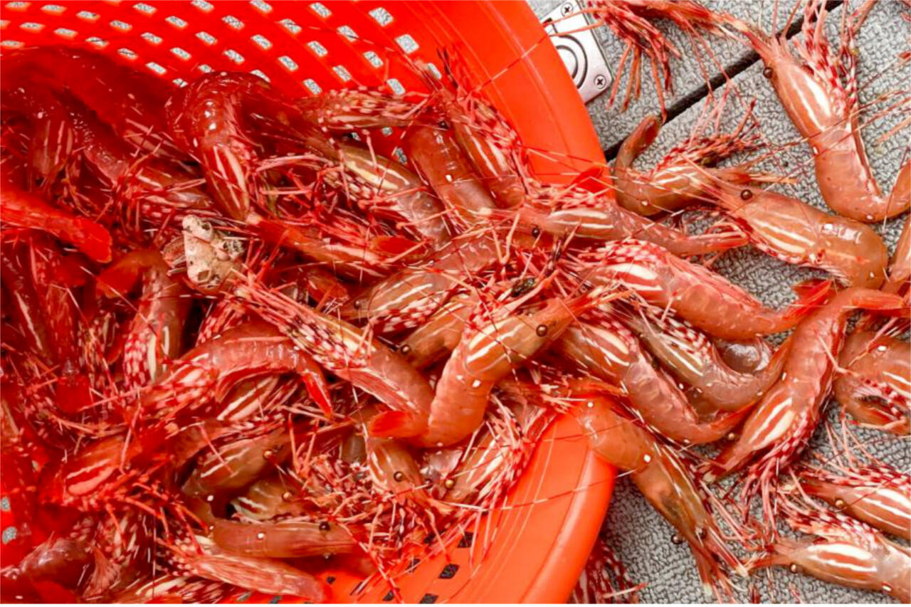 Spot shrimp season begins on May 16 and May 17 in the Strait of Juan de Fuca, Admiralty Inlet and Hood Canal, depending on the specific marine area. (Washington Department of Fish and Wildlife)