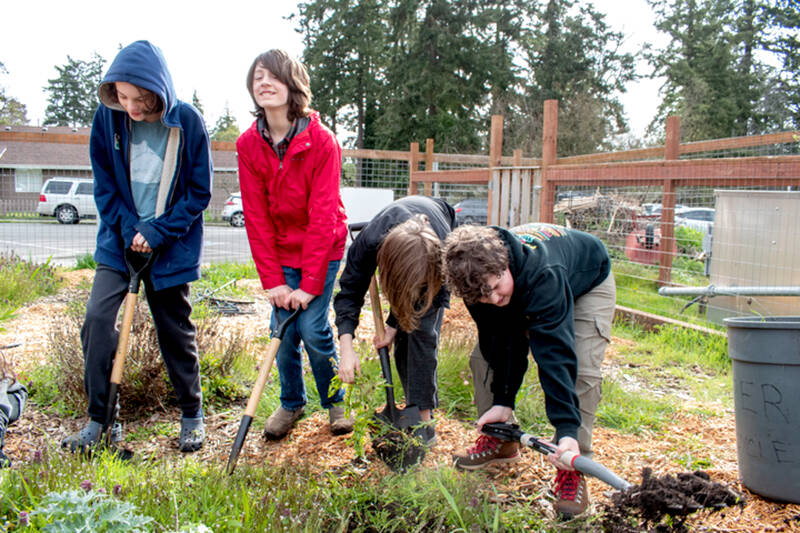 Gus Griffin, 11, second from left, and classmates dig up weeds in one of Port Townsend’s three gardens on March 28. (Grace Deng/Washington State Standard)