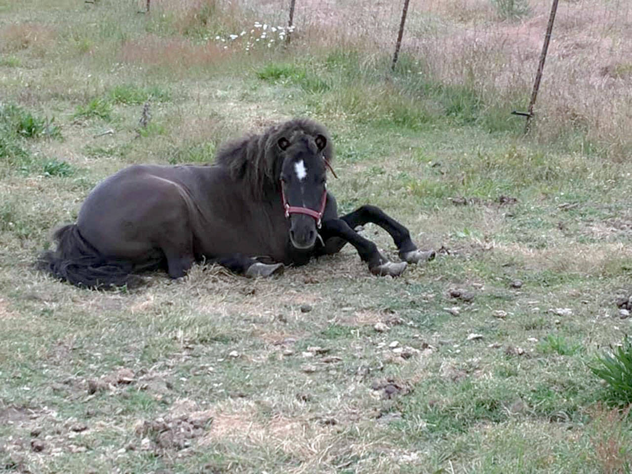 OPEN’s Spring Tack Sale is Saturday, 9 a.m. to 3 p.m., 251 Roupe Road (off Hooker Road). Proceeds benefit rescued horses, minis, ponies (such as the one pictured with grossly overgrown hooves) and donkeys. Western and English saddles, saddle pads, halters, sheets, bits, bridles; western jewelry, clothes, boots and more. (photo by Valerie Jackson)