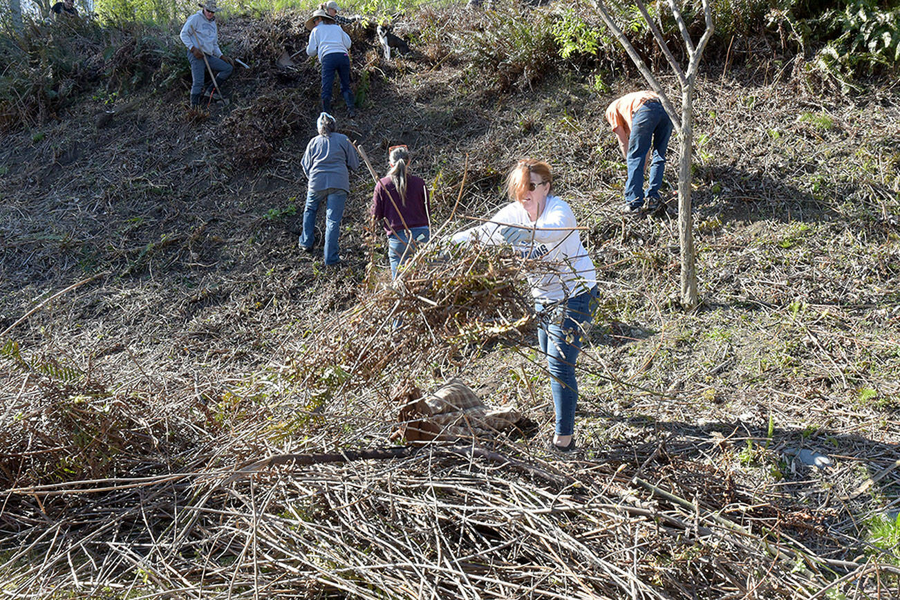 Ashlynn Emiliani of Port Angeles, center, tosses woody debris into a pile for collection as volunteers work to clean up a section of hillside above the parking lot of the Red Lion Hotel in Port Angeles on Saturday. More than a dozen members of Elevate PA spent the morning clearing up overgrown areas on the hillside from Haynes Viewpoint to the hotel’s Front Street driveway as part of a city beautification effort. (Keith Thorpe/Peninsula Daily News)