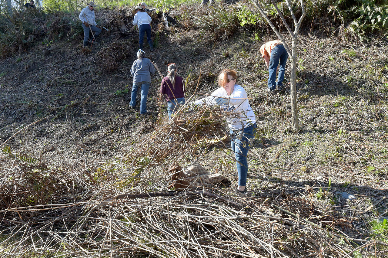 Ashlynn Emiliani of Port Angeles, center, tosses woody debris into a pile for collection as volunteers work to clean up a section of hillside above the parking lot of the Red Lion Hotel in Port Angeles on Saturday. More than a dozen members of Elevate PA spent the morning clearing up overgrown areas on the hillside from Haynes Viewpoint to the hotel’s Front Street driveway as part of a city beautification effort. (Keith Thorpe/Peninsula Daily News)
