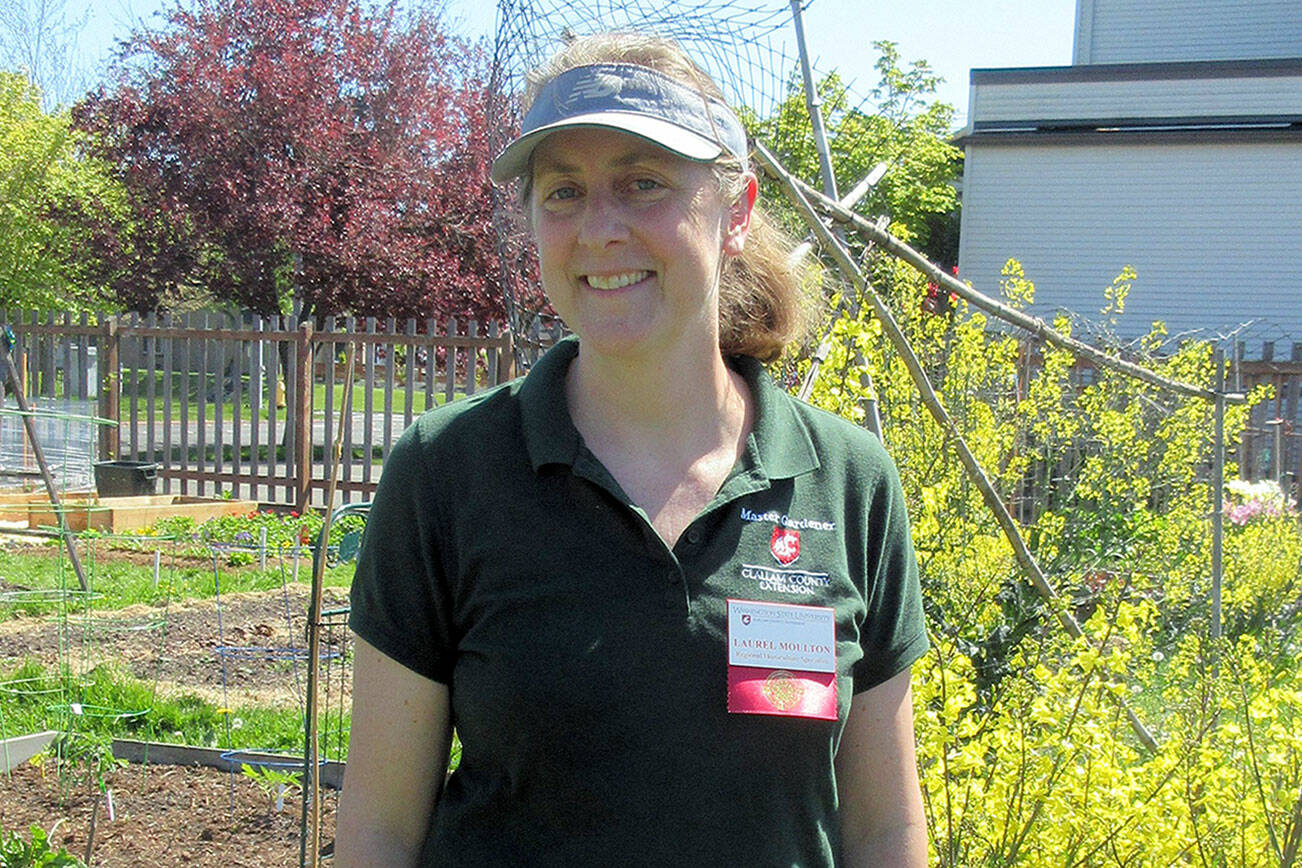 Laurel Moulton will present “Flea Beetles”” at noon Thursday, April 25.