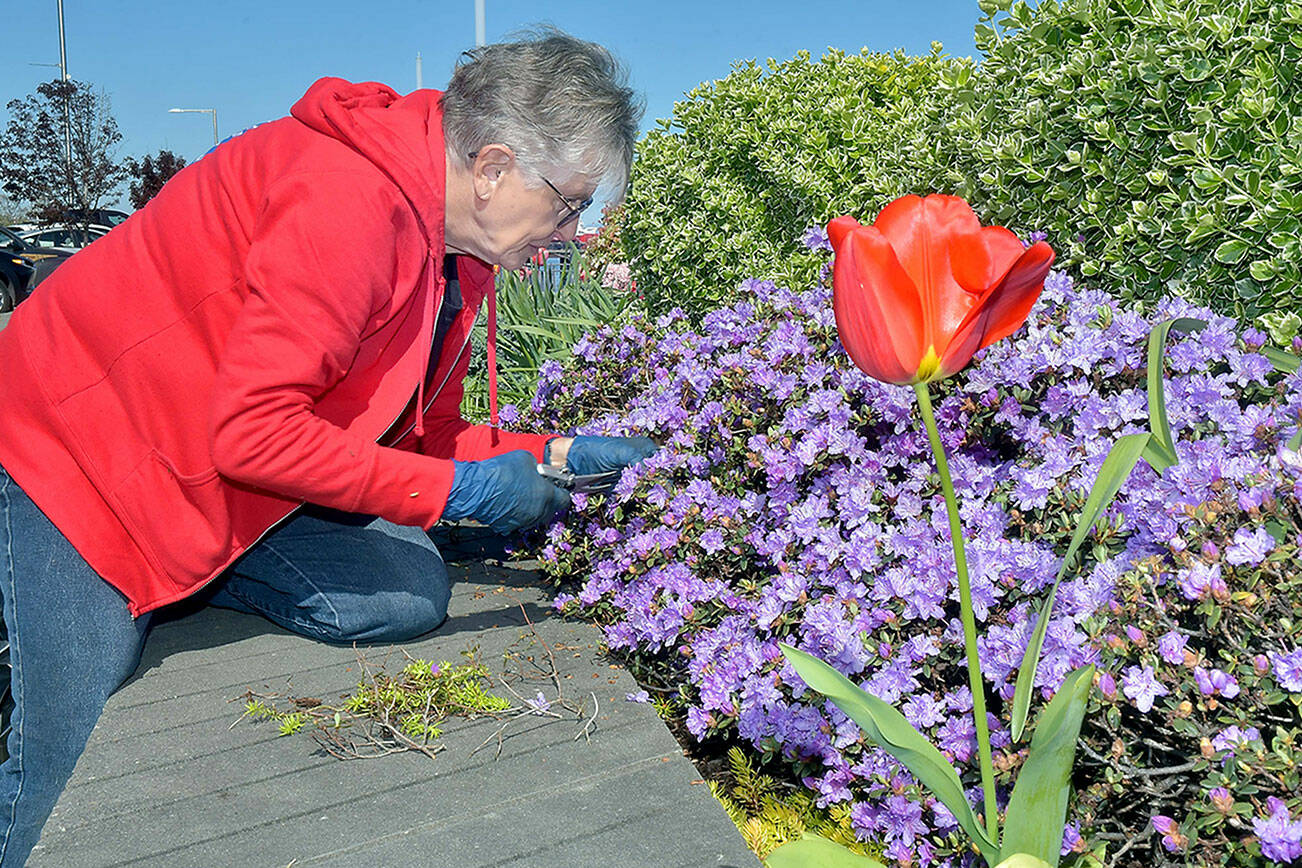 Mary Kelsoe of the Port Angeles Garden Club thins a cluster of azaleas as a tulip sprouts nearby in one of the decorative planters on Wednesday along the esplanade in the 100 block of West Railroad Avenue on the Port Angeles waterfront. Garden club members have traditionally maintained a pair of planters along the Esplanade as Billie Loos’s Garden, named for a longtime club member. (Keith Thorpe/Peninsula Daily News)