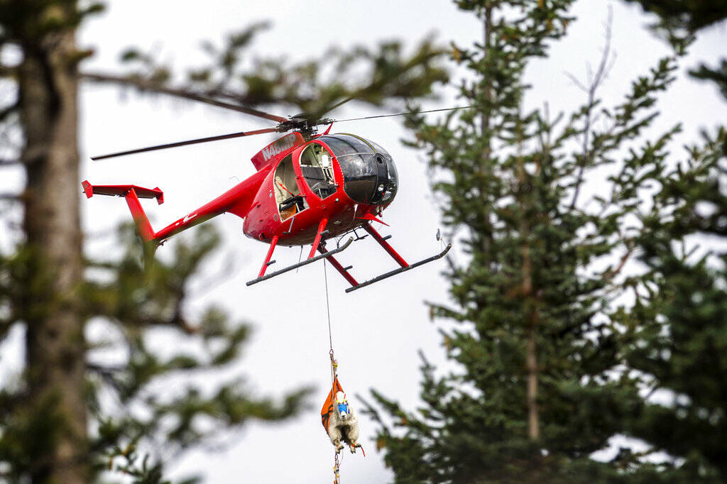 A mountain goat dangles from a helicopter in Olympic National Park south of Port Angeles on Sept. 13, 2018. Helicopters and trucks relocated hundreds of mountain goats from Olympic National Park in an effort officials said will protect natural resources, reduce visitor safety issues and boost native goat populations elsewhere in Washington state. (Jesse Major /Peninsula Daily News)