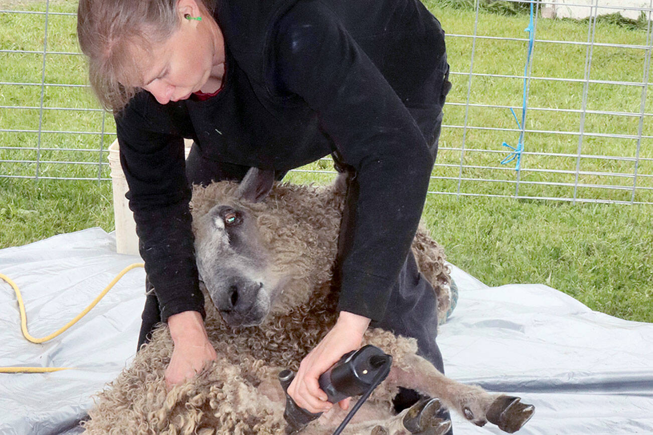 Elizabeth Resager of Bainbridge Island turns a sheep over so it is comfortable as she sheers its year-old woolen fleece, a highlight of the 41st Shepherd’s Festival at the Sequim Prairie Grange on Monday. The festival was half inside and half outside and included many vendors with sheep, goats, llamas and related products. (Dave Logan/for Peninsula Daily News)