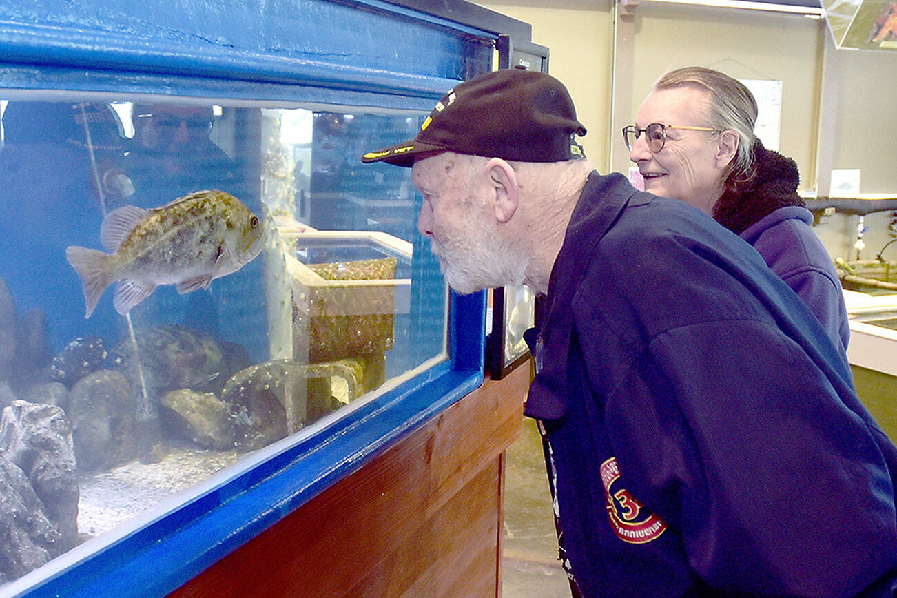 Steven Becker and Delma Morrison, both of Sequim, peer into a display tank on Friday at the Feiro Marine Life Center at Port Angeles City Pier. The center features a wide variety of sea creatures on display as well as touch tanks and educational exhibits. (Keith Thorpe/Peninsula Daily News)