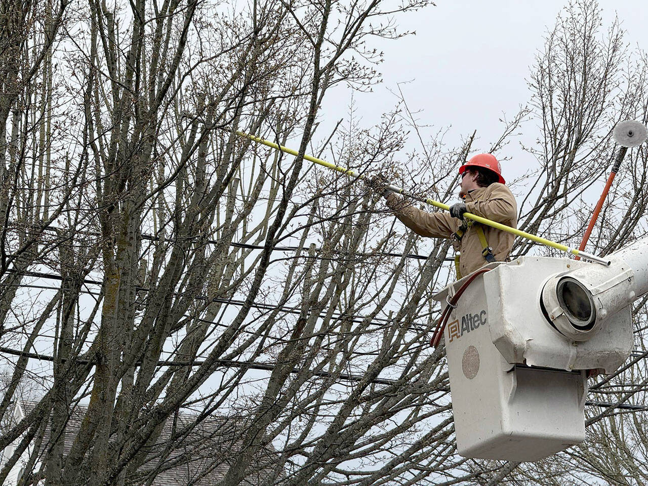 Duke Sawtel of Olympia trims tree branches that interfere with power lines along Washington Street in Port Townsend. The Asplundh Tree Trimming company was hired by the Jefferson County PUD for the job. (Steve Mullensky/for Peninsula Daily News)